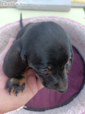 Tacskó kölykök eladók