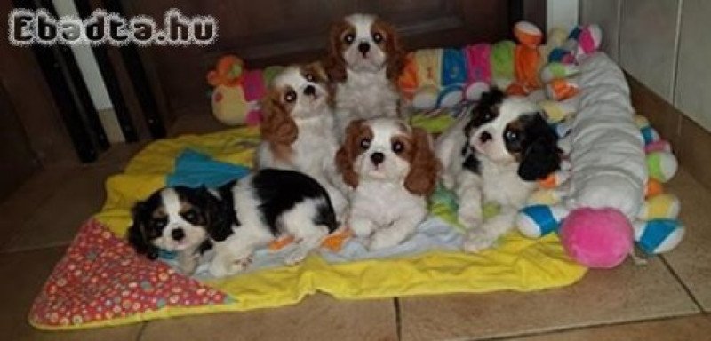 Cavalier King Charles kölyökkutya örökbefogadható