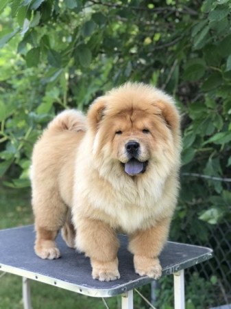 Chow Chow