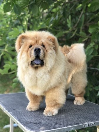 Chow Chow