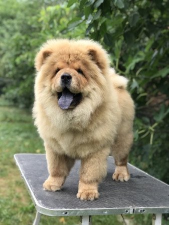 Chow Chow