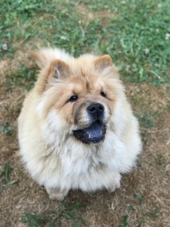 Chow Chow