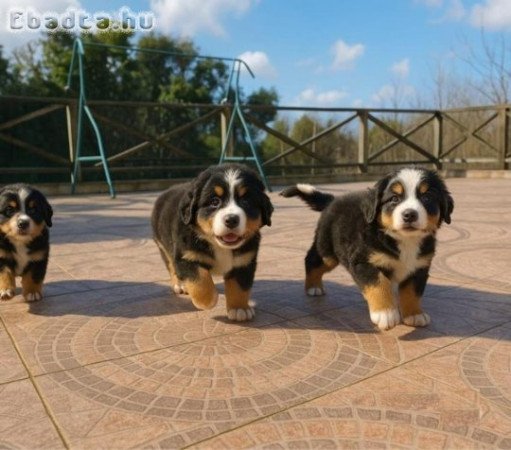 Angol bulldog Kölykök