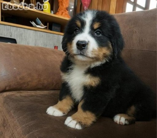 Angol bulldog Kölykök