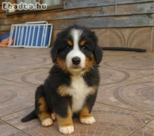3 berni pásztorkutya kölyök
