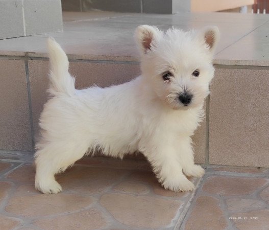 Westie