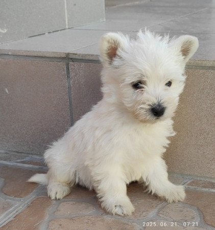Westie