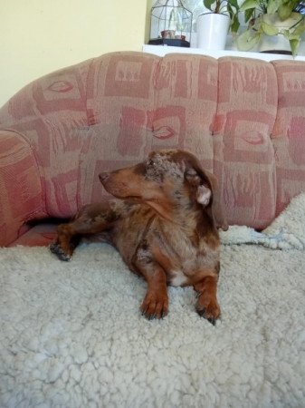 Csoki harlekin szuka