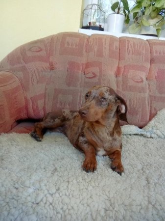 Csoki harlekin szuka