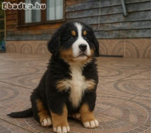 3 berni pásztorkutya kölyök