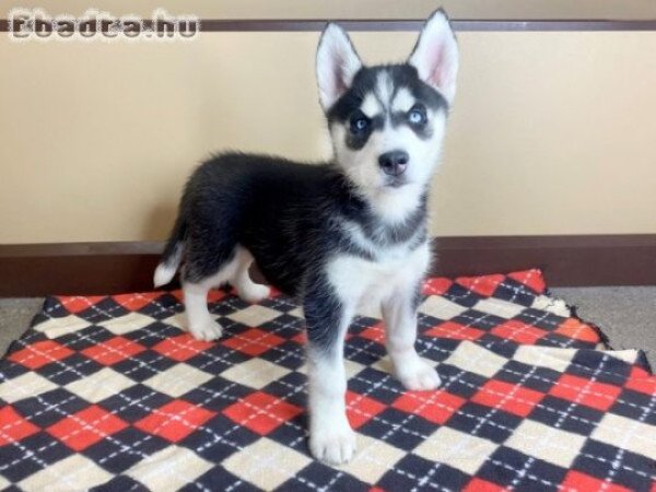 Szibériai husky kölykök