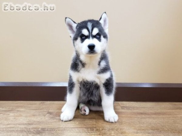 Szibériai husky kölykök