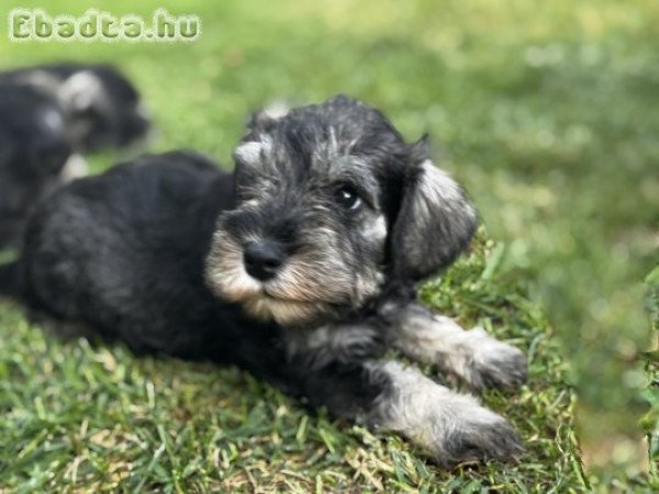 Miniature Schnauzer puppies