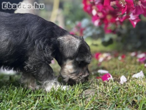 Miniature Schnauzer puppies