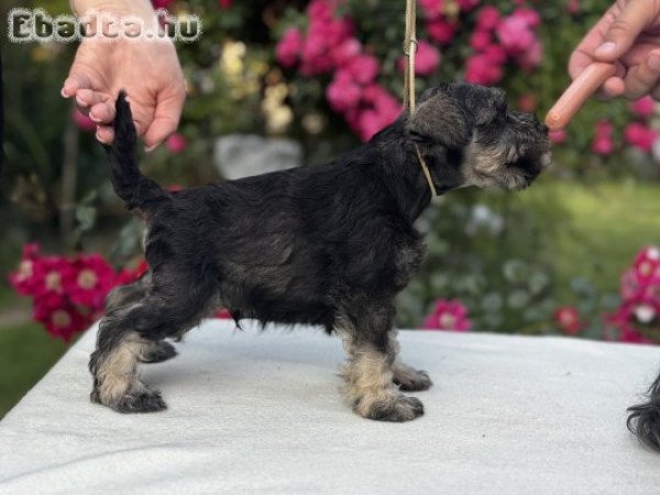 Miniature Schnauzer puppies