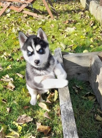 Husky fajtatiszta jellegű kutyusok