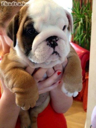 Elhagytam egy angol bulldog nőstény kölyköt.