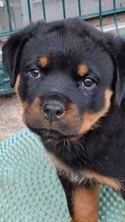 Rottweiler