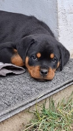 Rottweiler