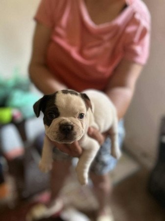 Francia Bulldog