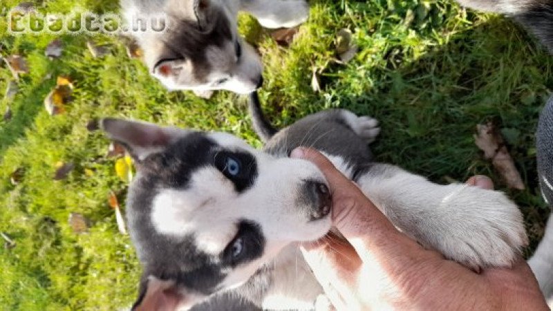 Husky fajtatiszta jellegű kutyusok