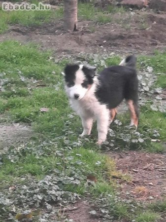 Fajtatiszta jellegű border collie