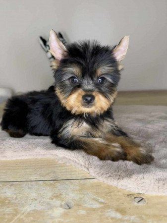 Yorkshire terrier