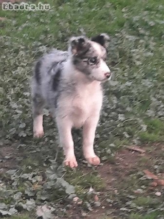 Fajtatiszta jellegű border collie