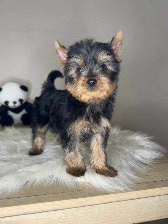 Yorkshire terrier