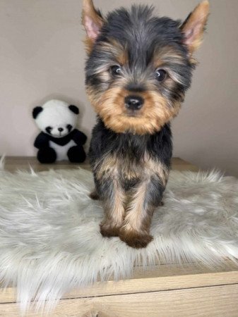 Yorkshire terrier