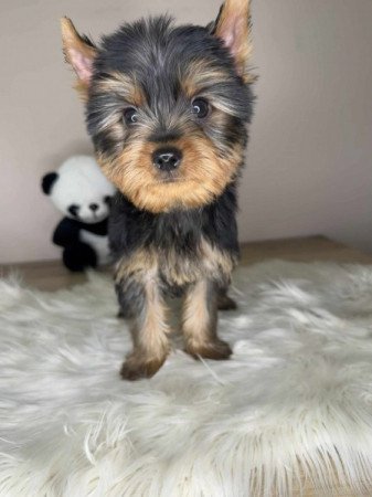 Yorkshire terrier