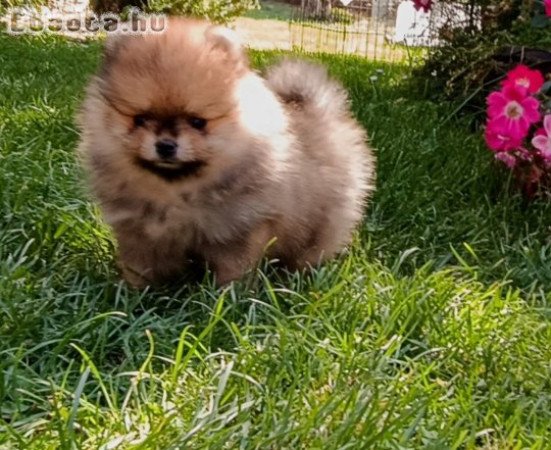 Pomeranian Spitz puppies