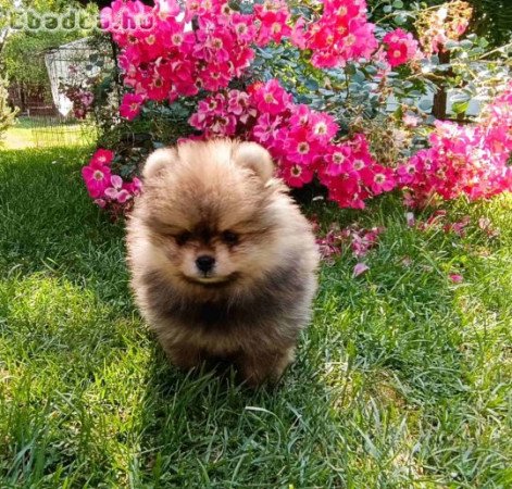 Pomeranian Spitz puppies