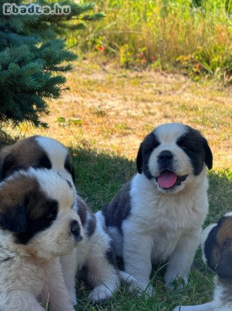 Eladó Bernáthegyi kiskutyák