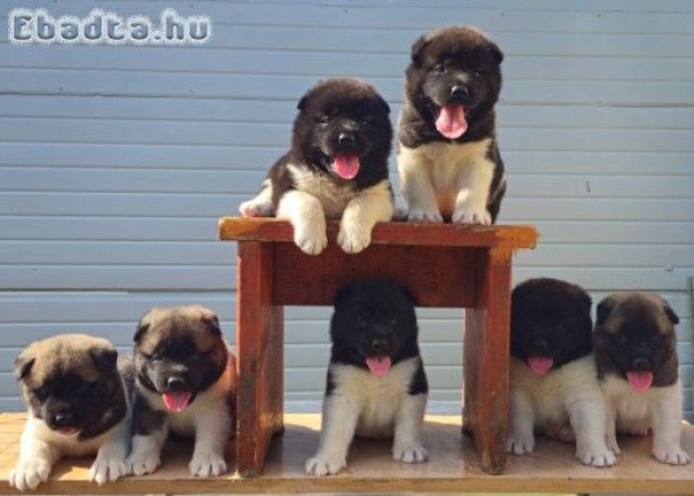 Amerikai akita, elérhető kölykök