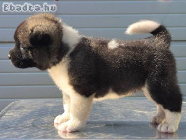 Amerikai akita, elérhető kölykök