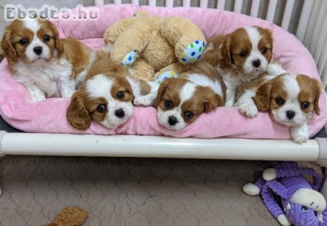 Cavalier king Charles spaniel
