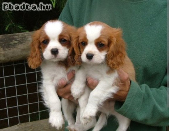 King Charles Cavalier spaniel