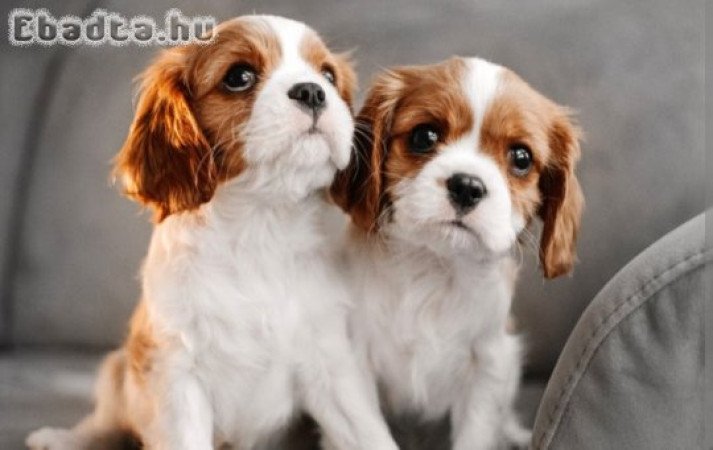 King Charles Cavalier spaniel