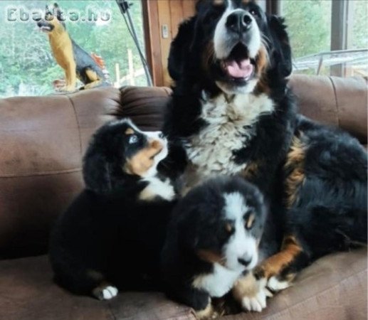 3 berni pásztorkutya kölyök