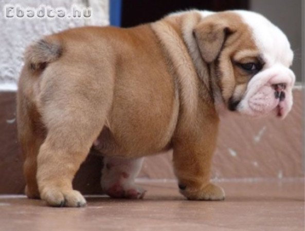 Angol bulldog eladó