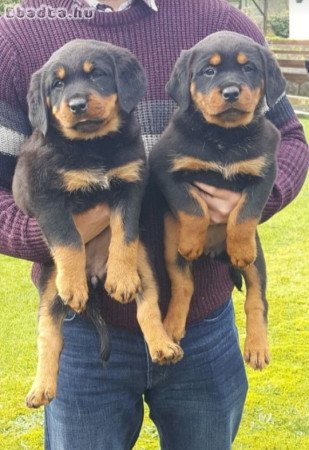 Rottweiler kölykök eladók
