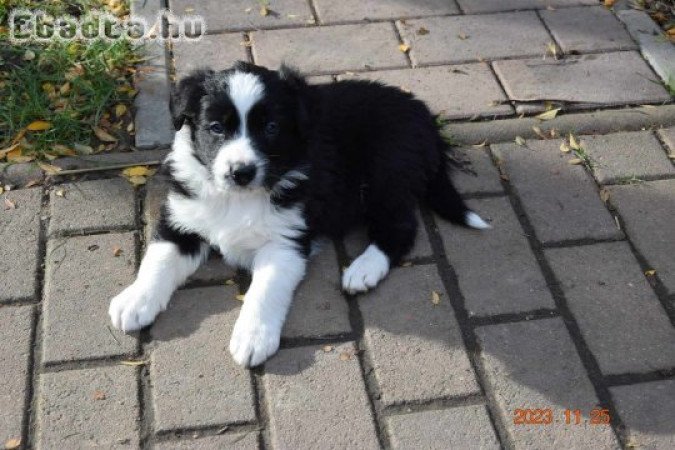 Eladó Border Collie  kiskutya