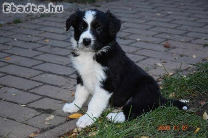 Eladó Border Collie  kiskutya