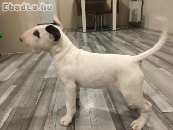 Eladó bullterrier kis kutyus”