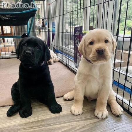 Labrador retriever kölykök