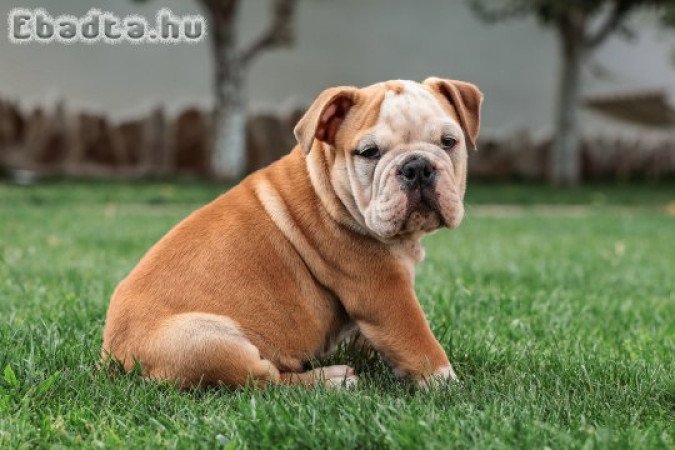 Anglo bulldog