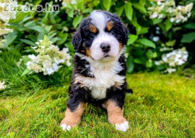 Bernese mountain dog