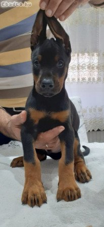 Doberman Pincher kölykök eladók