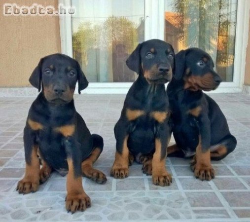 Doberman Pincher kölykök eladók